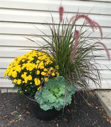 Large Blooming Mum Pot in Kettering, Ohio, near Dayton, OH