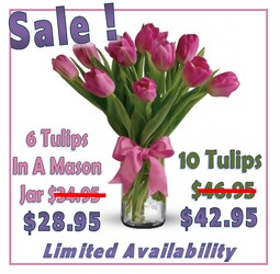 TULIP SPECIAL in Kettering, Ohio, near Dayton, OH