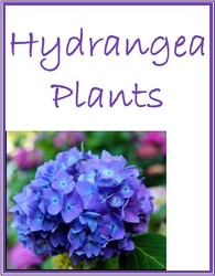 Hydrangea Plants in Kettering, Ohio, near Dayton, OH