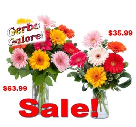 Gerbera's Galore Special in Kettering, Ohio, near Dayton, OH