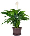 Peace Lily in Kettering, Ohio, near Dayton, OH