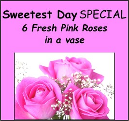 Sweetesat Day Pink Roses in Kettering, Ohio, near Dayton, OH