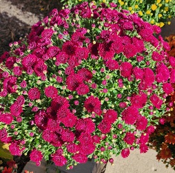 8in Fall Mums in Kettering, Ohio, near Dayton, OH