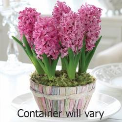 Hyacinth Bulb Garden in Kettering, Ohio, near Dayton, OH