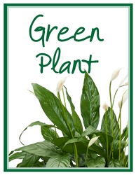 Green Plant Deal of the Day in Kettering, Ohio, near Dayton, OH