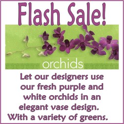 Flash Sale Orchids in Kettering, Ohio, near Dayton, OH