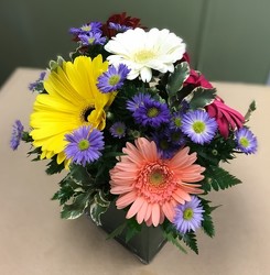 Gerbera Daisy Fun in Kettering, Ohio, near Dayton, OH