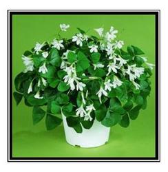Shamrock Plants  in Kettering, Ohio, near Dayton, OH