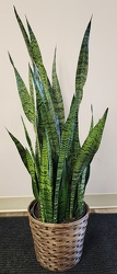 10" Snake Plant - Sanservia in Kettering, Ohio, near Dayton, OH