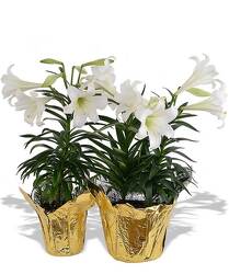 EASTER LILY in Kettering, Ohio, near Dayton, OH