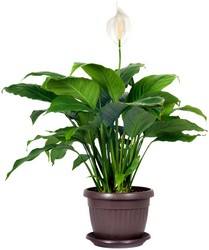 Peace Lily in Kettering, Ohio, near Dayton, OH